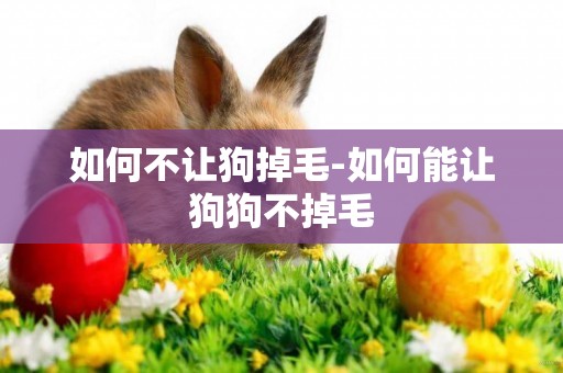 如何不讓狗掉毛-如何能讓狗狗不掉毛