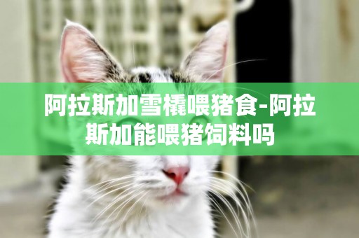 阿拉斯加雪橇喂豬食-阿拉斯加能喂豬飼料嗎