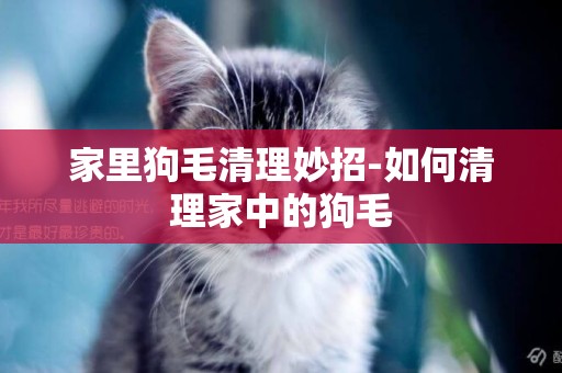 家里狗毛清理妙招-如何清理家中的狗毛