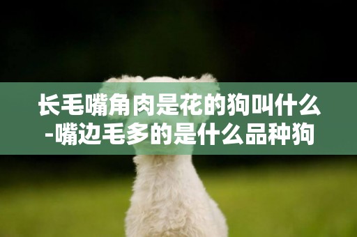 長毛嘴角肉是花的狗叫什么-嘴邊毛多的是什么品種狗狗
