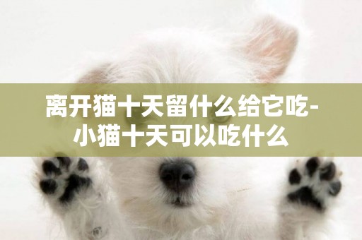 離開貓十天留什么給它吃-小貓十天可以吃什么