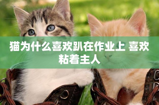 貓為什么喜歡趴在作業上 喜歡粘著主人