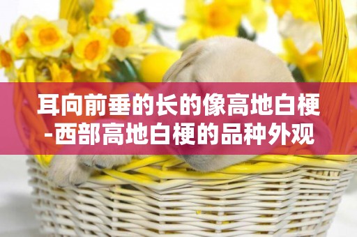 耳向前垂的長的像高地白梗-西部高地白梗的品種外觀