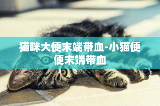 貓咪大便末端帶血-小貓便便末端帶血