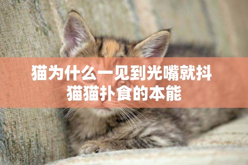 貓為什么一見到光嘴就抖 貓貓撲食的本能