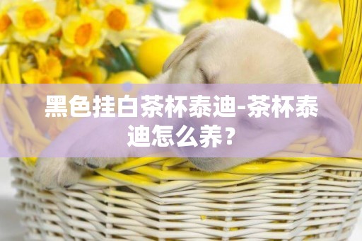 黑色掛白茶杯泰迪-茶杯泰迪怎么養？