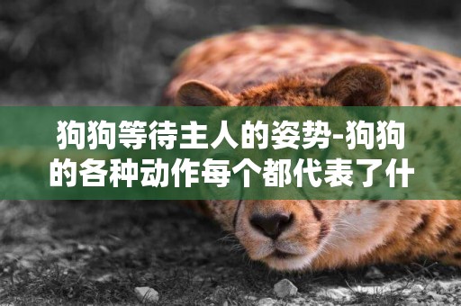 狗狗等待主人的姿勢-狗狗的各種動作每個都代表了什么?