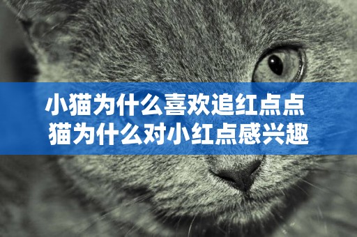 小貓為什么喜歡追紅點點 貓為什么對小紅點感興趣
