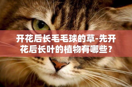 開花后長毛毛球的草-先開花后長葉的植物有哪些？