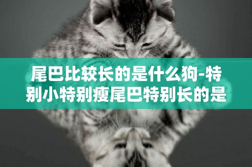 尾巴比較長的是什么狗-特別小特別瘦尾巴特別長的是什么狗