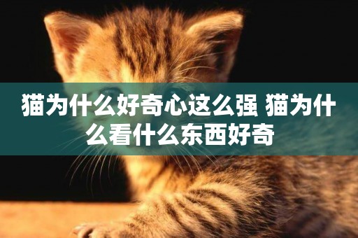 貓為什么好奇心這么強 貓為什么看什么東西好奇