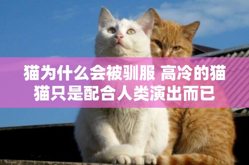 貓為什么會被馴服 高冷的貓貓只是配合人類演出而已
