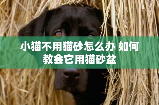 小貓不用貓砂怎么辦 如何教會它用貓砂盆