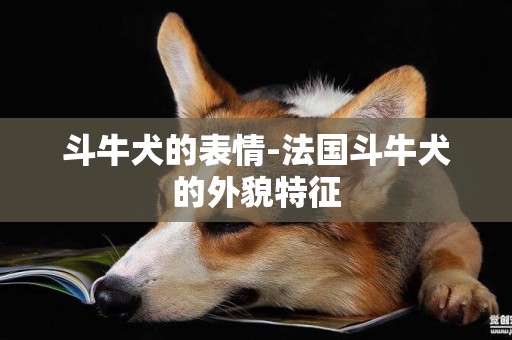 斗牛犬的表情-法國斗牛犬的外貌特征