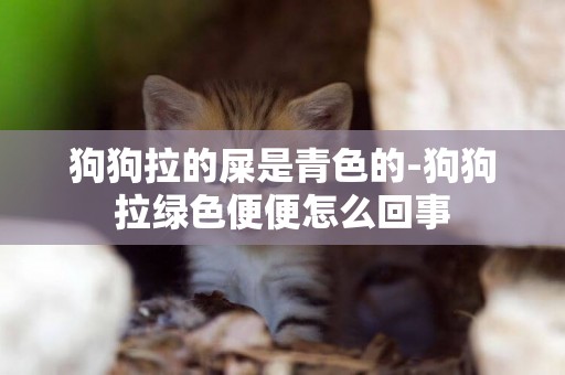 狗狗拉的屎是青色的-狗狗拉綠色便便怎么回事