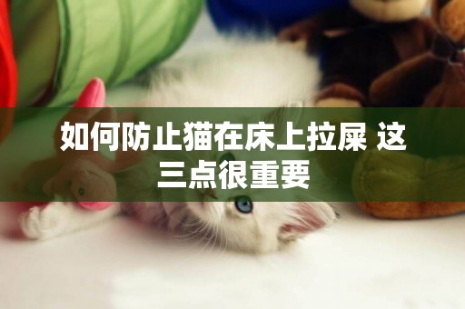 如何防止貓在床上拉屎 這三點很重要