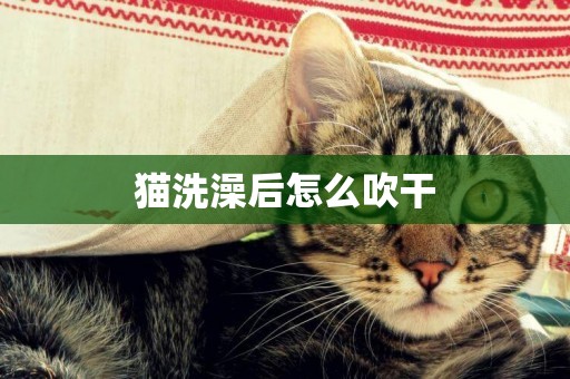 貓洗澡后怎么吹干