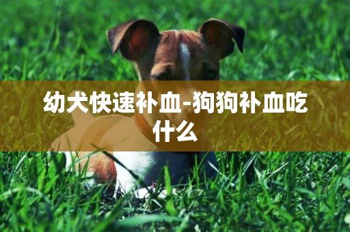 幼犬快速補血-狗狗補血吃什么