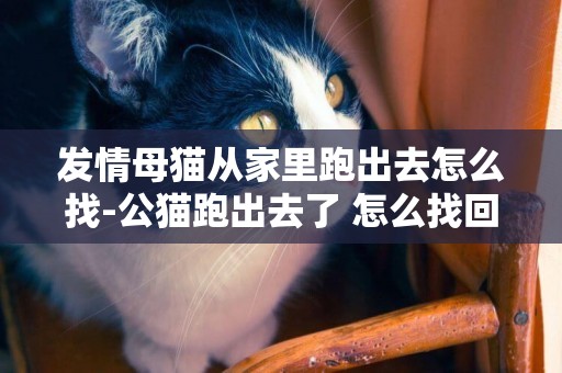 發情母貓從家里跑出去怎么找-公貓跑出去了 怎么找回來