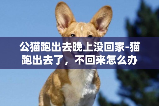 公貓跑出去晚上沒回家-貓跑出去了，不回來怎么辦