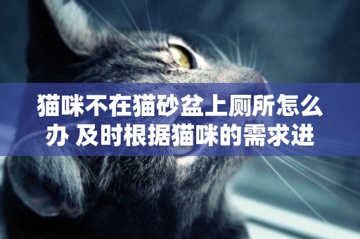 貓咪不在貓砂盆上廁所怎么辦 及時根據貓咪的需求進行更改 貓咪不在貓砂盆上廁所怎么辦 及時根據貓咪的需求進行更改