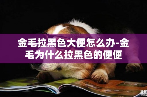 金毛拉黑色大便怎么辦-金毛為什么拉黑色的便便