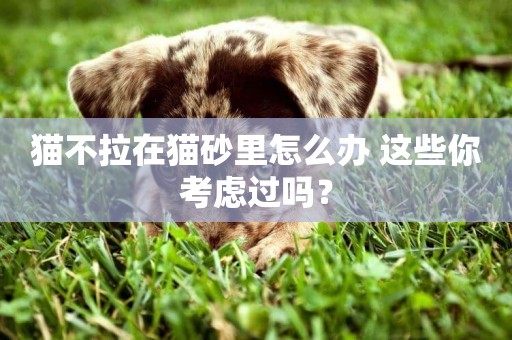 貓不拉在貓砂里怎么辦 這些你考慮過嗎？
