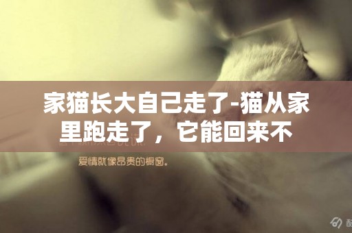 家貓長大自己走了-貓從家里跑走了，它能回來不