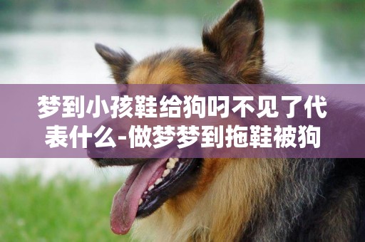 夢到小孩鞋給狗叼不見了代表什么-做夢夢到拖鞋被狗叼去了找不到了