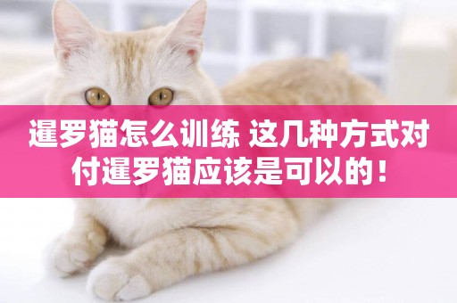 暹羅貓怎么訓練 這幾種方式對付暹羅貓應該是可以的！