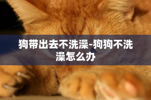 狗帶出去不洗澡-狗狗不洗澡怎么辦