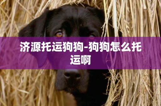 濟源托運狗狗-狗狗怎么托運啊