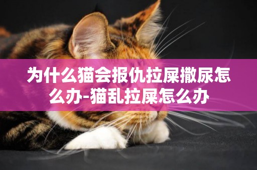 為什么貓會報仇拉屎撒尿怎么辦-貓亂拉屎怎么辦