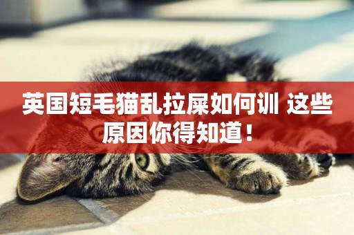 英國短毛貓亂拉屎如何訓 這些原因你得知道！