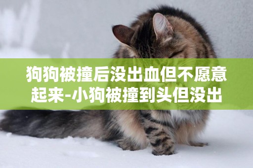 狗狗被撞后沒出血但不愿意起來-小狗被撞到頭但沒出血，渾身軟綿綿的，一動不動這是怎么了