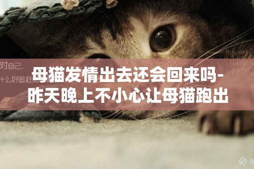 母貓發情出去還會回來嗎-昨天晚上不小心讓母貓跑出去了，還能回來嗎？？？
