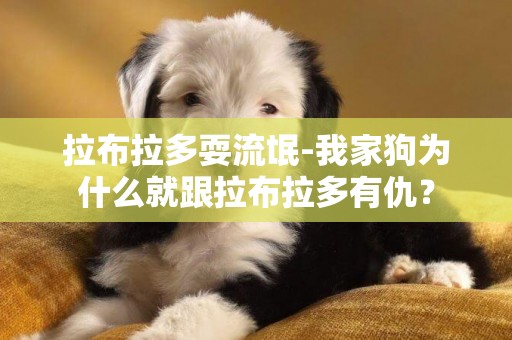 拉布拉多耍流氓-我家狗為什么就跟拉布拉多有仇？