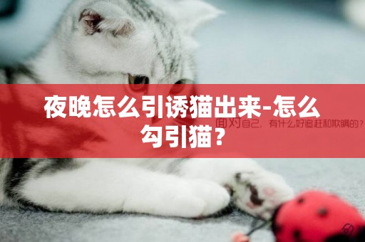 夜晚怎么引誘貓出來-怎么勾引貓？