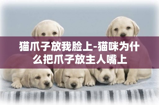 貓爪子放我臉上-貓咪為什么把爪子放主人嘴上