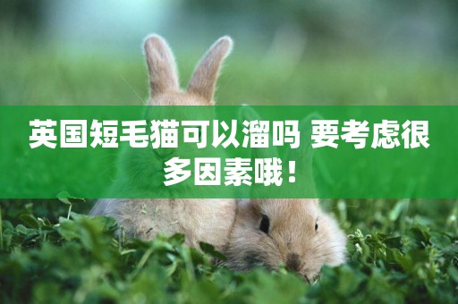 英國短毛貓可以溜嗎 要考慮很多因素哦！