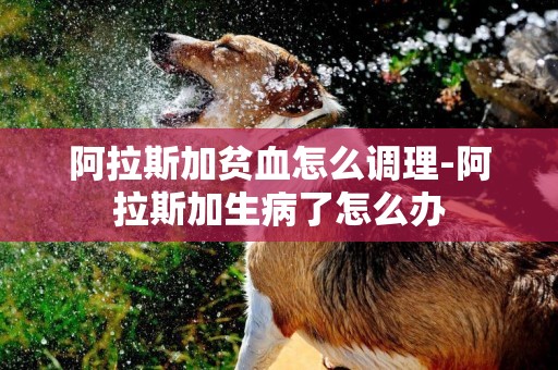 阿拉斯加貧血怎么調理-阿拉斯加生病了怎么辦