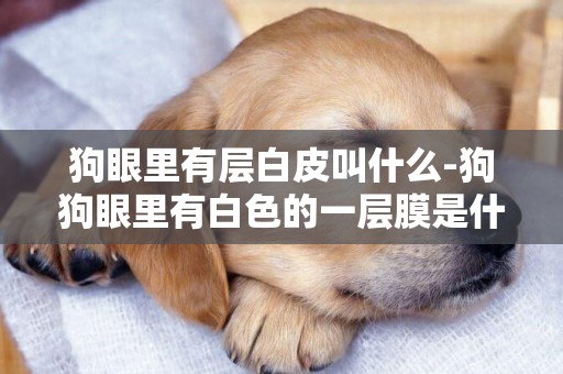 狗眼里有層白皮叫什么-狗狗眼里有白色的一層膜是什么東西啊