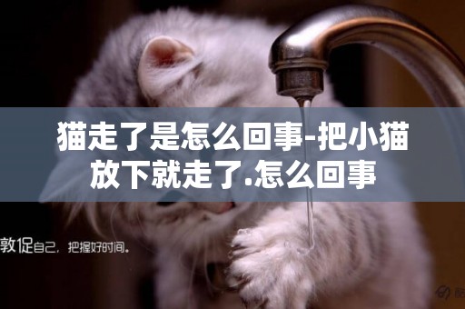 貓走了是怎么回事-把小貓放下就走了.怎么回事