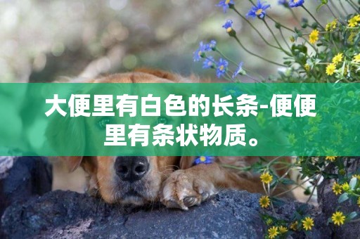 大便里有白色的長條-便便里有條狀物質。