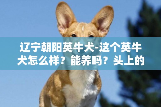 遼寧朝陽英牛犬-這個英牛犬怎么樣？能養嗎？頭上的顏色太花了。