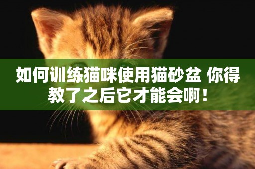 如何訓練貓咪使用貓砂盆 你得教了之后它才能會啊！