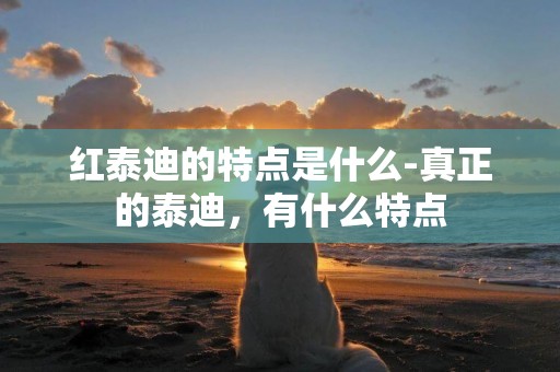 紅泰迪的特點是什么-真正的泰迪，有什么特點
