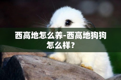 西高地怎么養-西高地狗狗怎么樣？