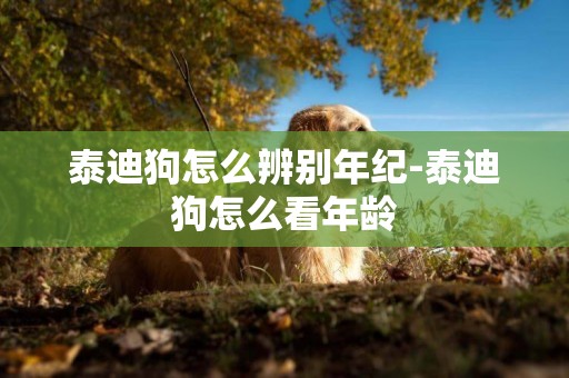 泰迪狗怎么辨別年紀-泰迪狗怎么看年齡