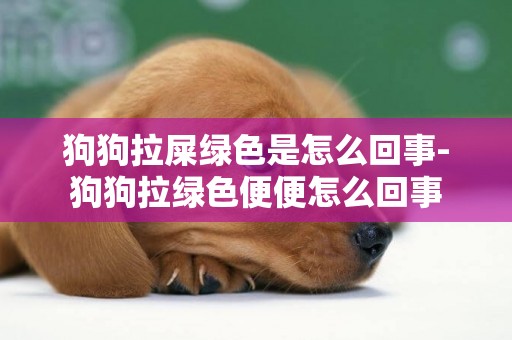 狗狗拉屎綠色是怎么回事-狗狗拉綠色便便怎么回事